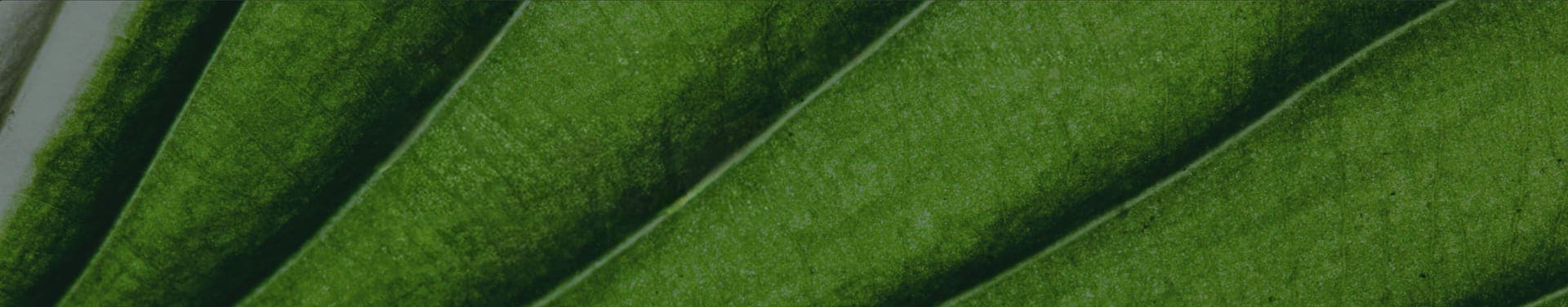 Landscaped commercial garden and grounds maintained by Executive Landscaping